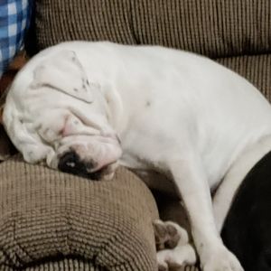 Meet your Posher, Pat